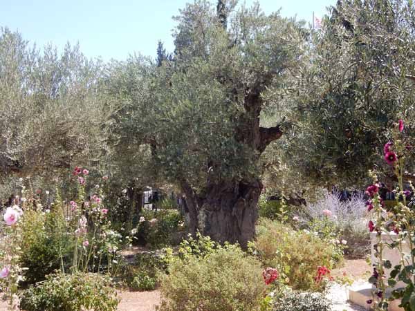 Gethsemane Olive Trees